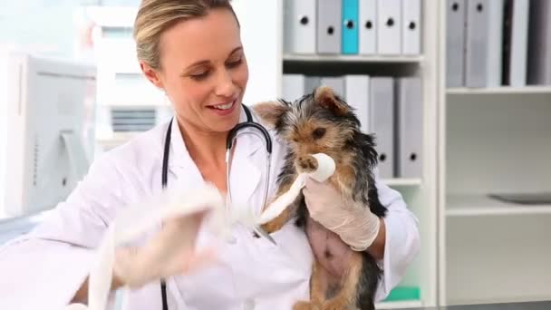 Ветеринар наложил повязку на йоркширского терьера — стоковое видео