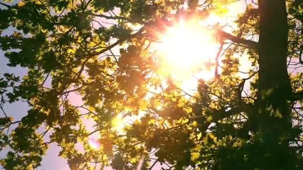 Lumière du soleil à travers les feuilles — Video