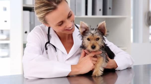 Veterinaria revisando un yorkshire terrier — Vídeo de stock