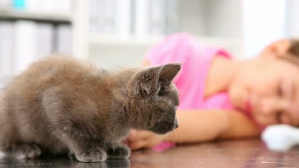 Gadis kecil bermain dengan anak kucing abu-abu — Stok Video