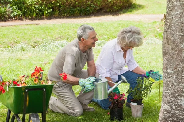 中高年カップル若い植物に水をまく — ストック写真