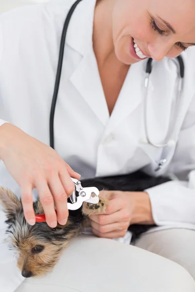 Hund bekommt Krallen vom Tierarzt gestutzt — Stockfoto