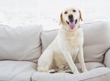 Yellow labrador sitting on the couch clipart