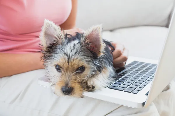 Femme utilisant un ordinateur portable avec son terrier yorkshire — Photo