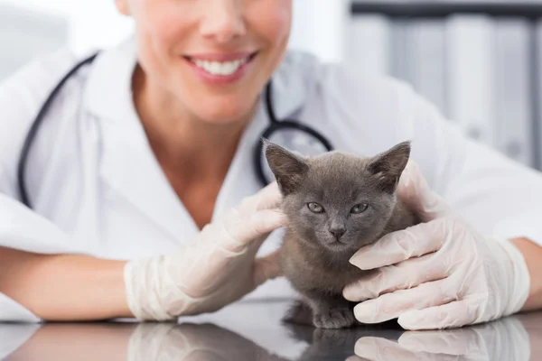 Ветеринар осматривает симпатичного котенка — стоковое фото