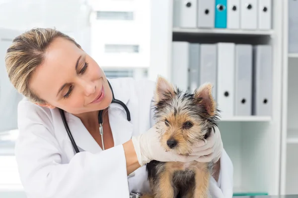 Veterinaria examinando cachorro en clínica — Foto de Stock