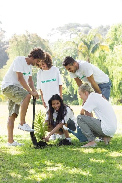 Voluntários plantando — Fotografia de Stock