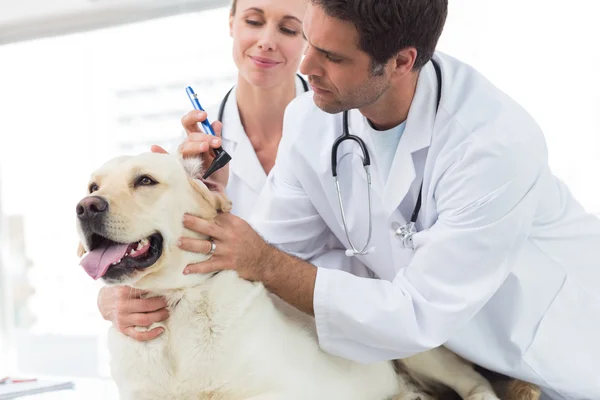 Vétérinaires examinant l'oreille du chien — Photo