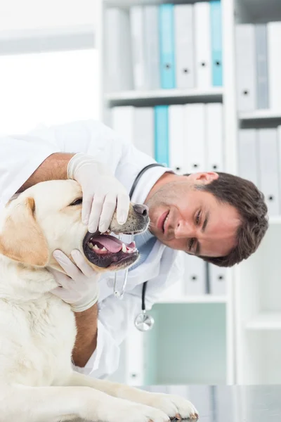 Manliga veterinär undersöka tänderna på hunden — Stockfoto