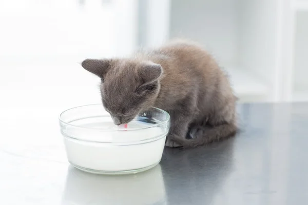 Gatito beber leche de tazón — Foto de Stock