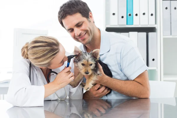 Veterinario examinando oreja de cachorro — Foto de Stock