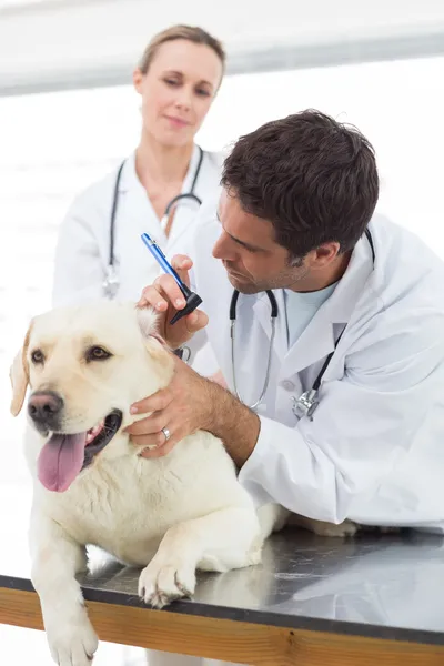 Veterinários verificando orelha do cão — Fotografia de Stock