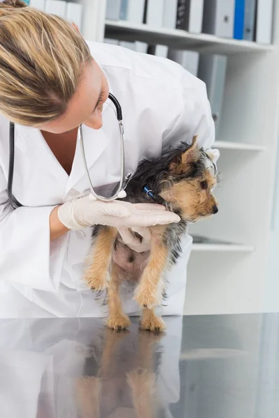 Veteriner kontrol köpek yavrusu — Stok fotoğraf