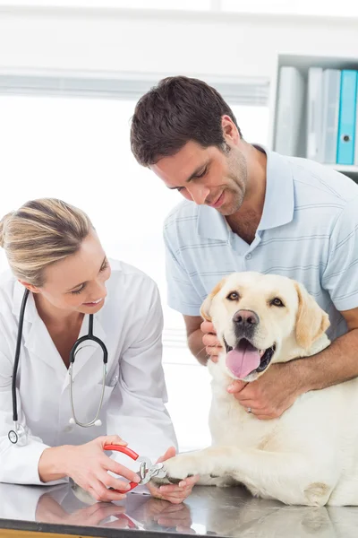 Hund bekommt Krallen vom Tierarzt gestutzt — Stockfoto