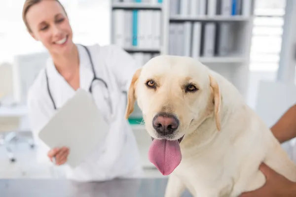 Hund med kvinnliga veterinär — Stockfoto