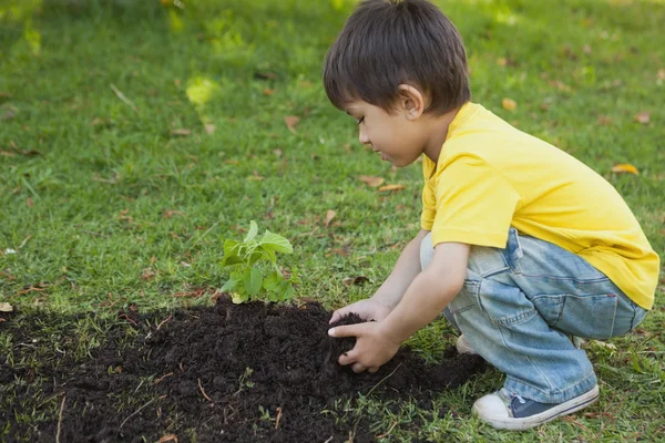 Giovane ragazzo piantare una giovane pianta nel parco — Foto Stock