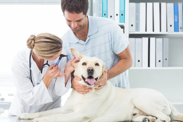 Veterinaria examinando el oído del perro — Foto de Stock
