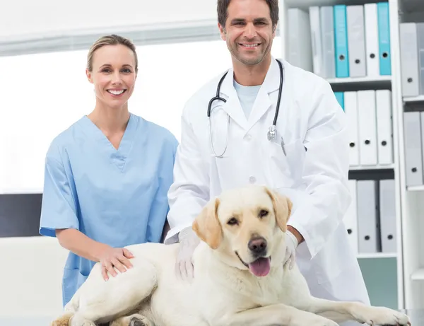 Κτηνίατροι με σκύλο στην κλινική — Φωτογραφία Αρχείου