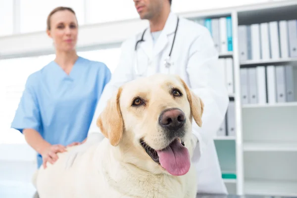 Cão com veterinários — Fotografia de Stock