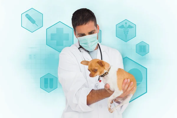 Veterinario che detiene chihuahua — Foto Stock