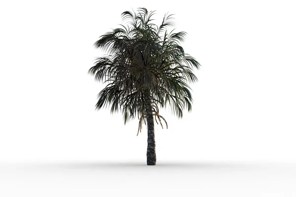 Tropical palm tree with green foliage — Stock Photo, Image