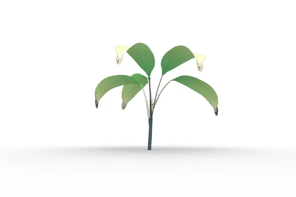Büyüyen yaprakları ile yeşil fide — Stok fotoğraf