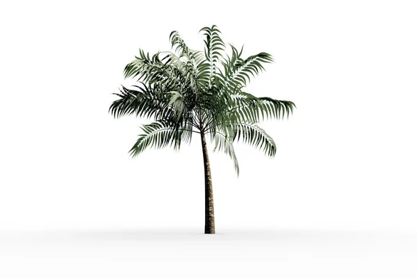 Tropical palm tree with green foliage — Stock Photo, Image