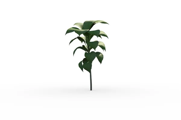 Grön planta med blad som växer — Stockfoto