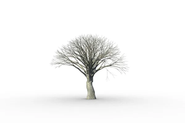 Döda trädet med inga löv — Stockfoto