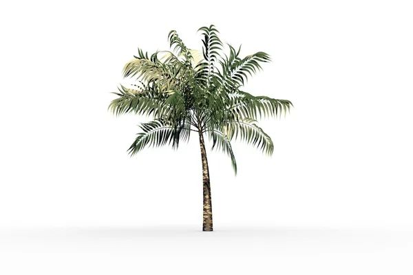 Tropical palm tree with green foliage — Stock Photo, Image