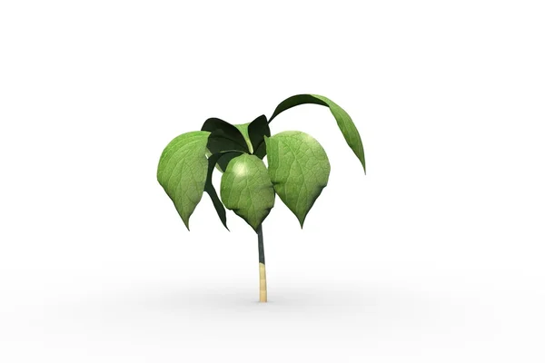 Grüner Sämling mit wachsenden Blättern — Stockfoto