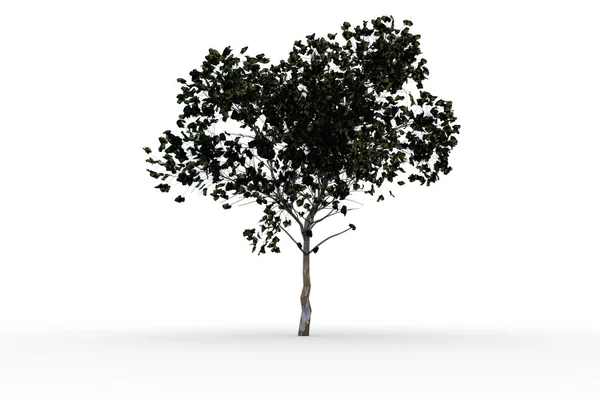 Strom se zelenými listy rostoucí — Stock fotografie