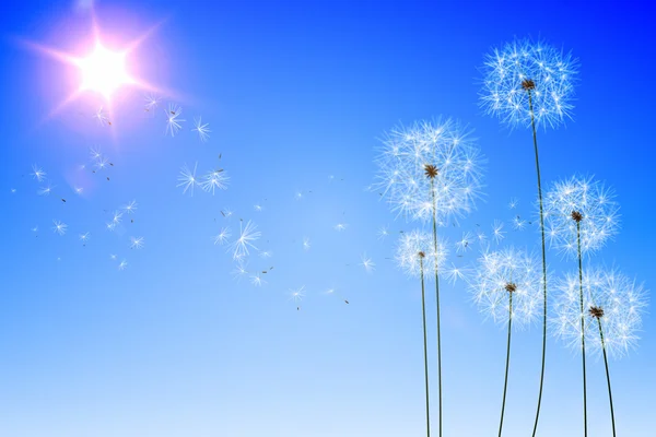 Löwenzahn gegen blauen Himmel — Stockfoto