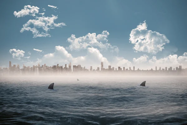 Море заражених акули — стокове фото