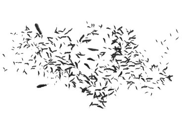 Many feathers blowing in the breeze clipart