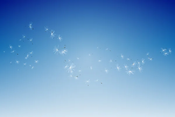 Dandelion seeds against blue sky — Stock Photo, Image