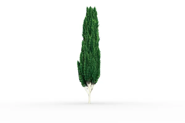 Albero alto con fogliame verde — Foto Stock