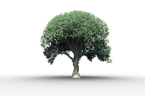 Дерево с зелеными листьями — стоковое фото