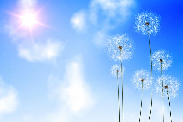 Denti di leone contro il cielo blu — Foto Stock