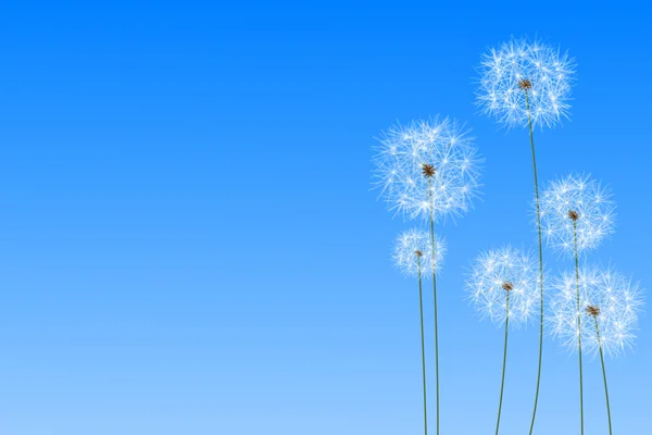 Mavi gökyüzü karahindiba — Stok fotoğraf