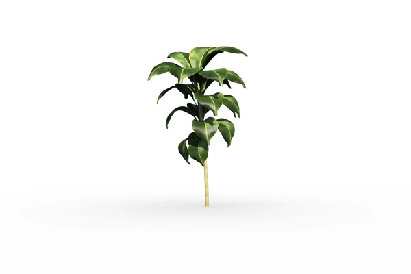 Grön planta med blad som växer — Stockfoto