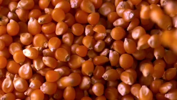 Popcorn kernels pouring onto more — Stock Video