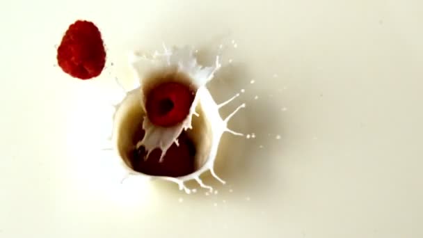 Framboises tombant dans un verre de lait — Video