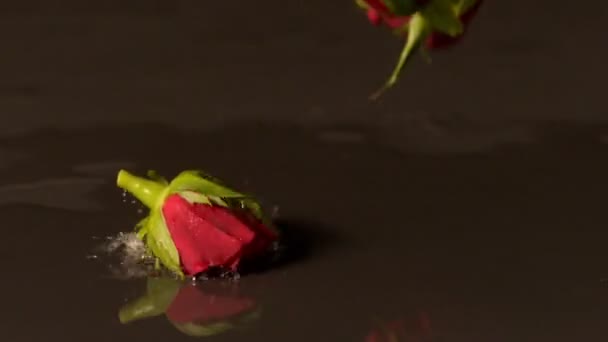 Троянди глави падіння — стокове відео