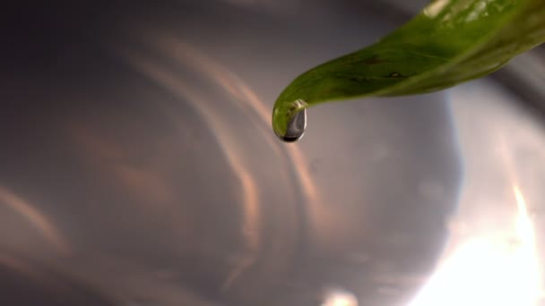 Gota de agua rodando de hoja de albahaca — Vídeo de stock