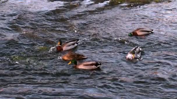 Patos nadando no lago — Vídeo de Stock