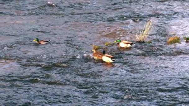 Утки плавают на озере — стоковое видео