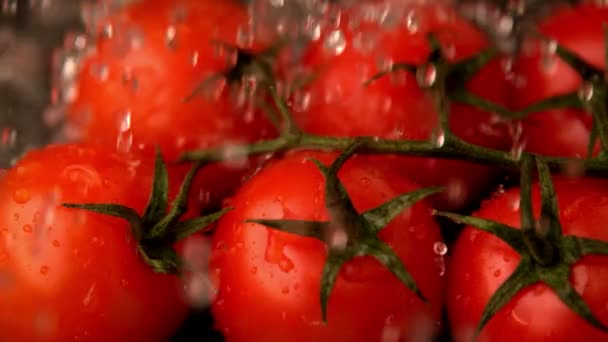 Llueve agua sobre tomates cherry — Vídeo de stock
