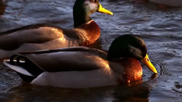 Eenden zwemmen op het meer — Stockvideo