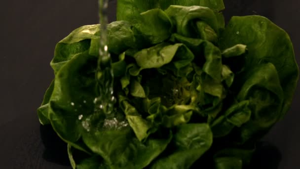 Water pouring over lettuce — Stock Video